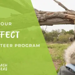 Find your perfect volunteer program with Outreach Overseas. Discover ways to volunteer and help elephants in their natural habitat.