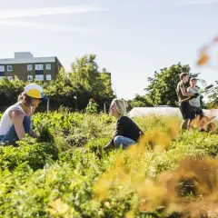 People tending a community garden, showcasing various forms of community service through shared work and connection.