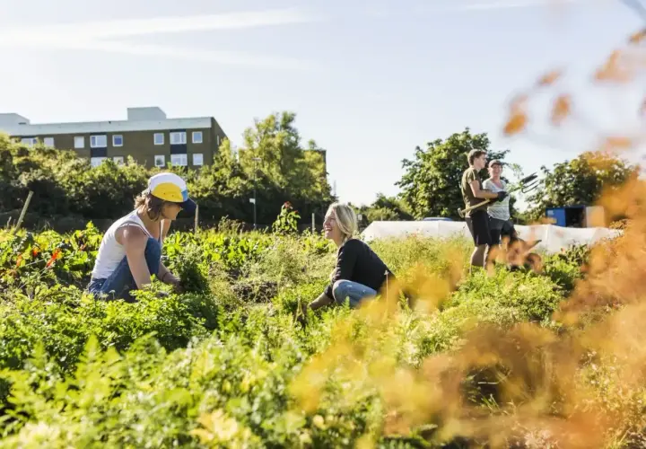 People tending a community garden, showcasing various forms of community service through shared work and connection.