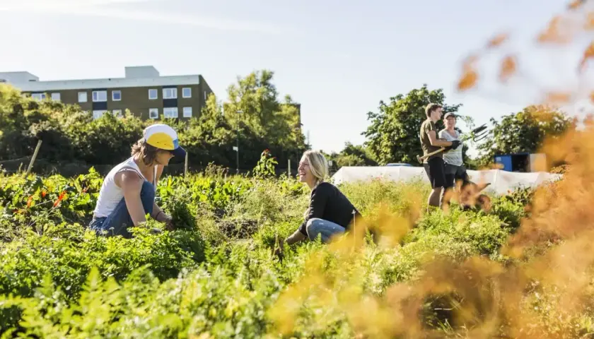 People tending a community garden, showcasing various forms of community service through shared work and connection.