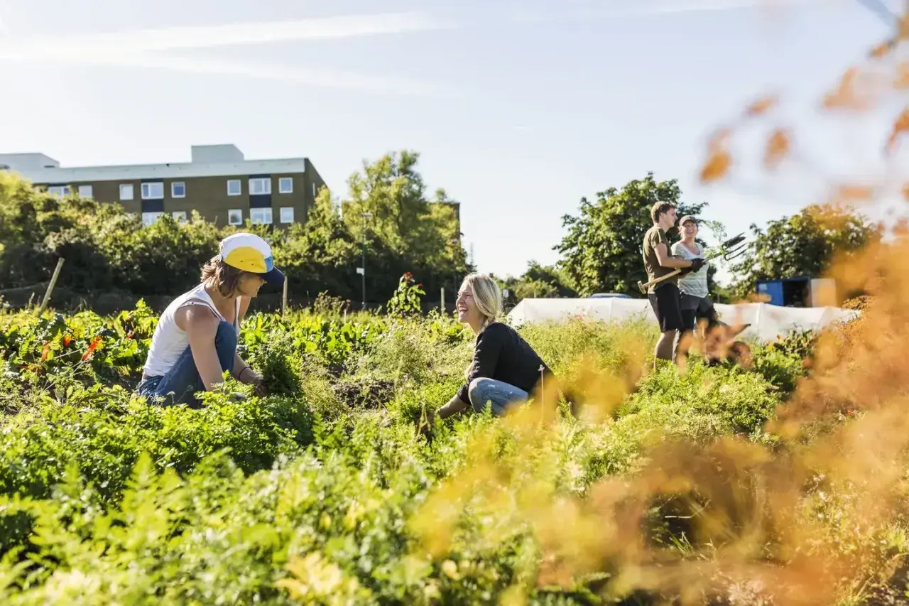 People tending a community garden, showcasing various forms of community service through shared work and connection.